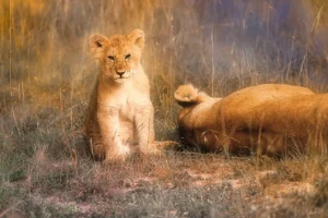 [352] Lleones en Masai Mara Maria Luisa Murillo Lara