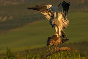 [355] Tarabilla Común Leucistica Antonio Rodríguez Mariscal