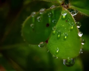 [358] AGUA SOBRE VERDE Juani T Coronel Hilazo
