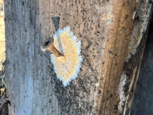 [365] El paso del tiempo Juan Carlos Campos Mansinho