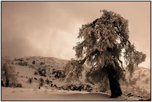 [373] Nevada Manuel Muñoz Roca