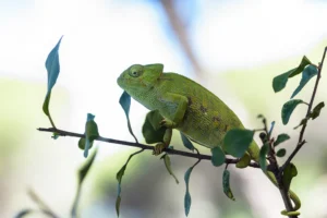 [376] Un posado a cámara Francisco Durán Martínez