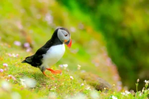 [377] Paso firme Ana María Blanco Gómez