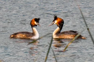 [379] Cortejo Inmaculada Fernández Laínez