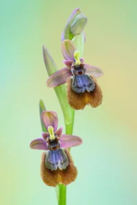[382] Ophrys x heraultii Juan Cubero Urbano