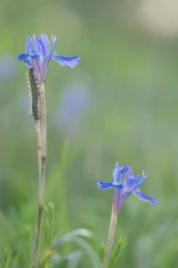 [389] Lirio silvestre Ana Cabello Alonso