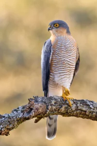 [390] Pequeño Matador Gonzalo Astete Martín
