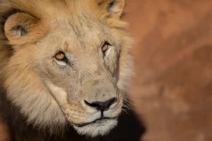 [393] El Rey Marcos Rodríguez Losada