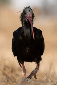 [395] Ibis eremita Gonzalo Astete Sánchez