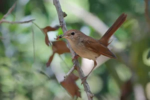 [399] Ruiseñor Manuel González Gómez
