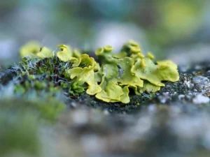 [405] Bello ejemplar de liquen Xanthoria parietina Francisco Pavón Ríos