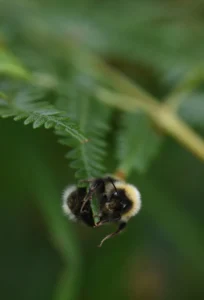 [408] BEE JOSE DANIEL LISO MARTIN