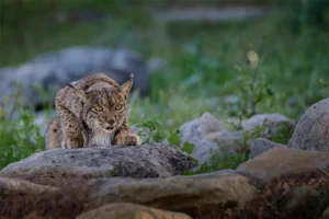 [412] Al ataque Isabel Macarro Sancho