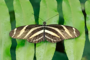 [414] Merecido descanso antonio montero