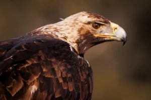 [415] Imperial Jose Manuel Fernandez Lopez