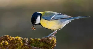 [420] Bocado al amanecer Fernando Serrano Mérida