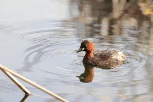[421] Ondulaciones María Eva Ortega Galdeano