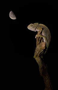 [429] El descanso david Moya