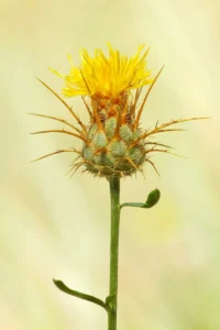 [431] Centaurea Manuel Antonio Aragón Medina
