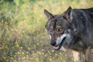 [435] LOBO Antonio Rodríguez Rebollo