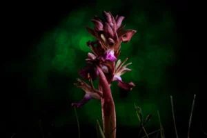 [437] Nocturna de Orquídea Javier Pérez Marañón