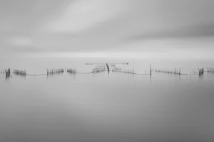 [441] En la Albufera Francisco David Cuevas Pilkington