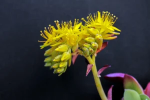 [451] Flores amarillas Antonio Sepúlveda Merino