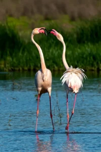 [452] Cortejo Emilio Carrillo Diaz