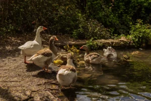 [457] NATURALEZA VIVA PAQUI ZAMBRANA RODRIGUEZ