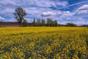 [459] Primavera Ana Maria Estévez Lamas