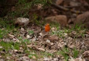 [467] Petirrojo mañanero Alejandro Villanueva Perez