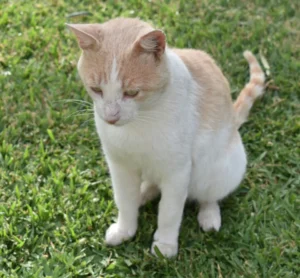 [468] Pussycat Rebecca Marie Jones