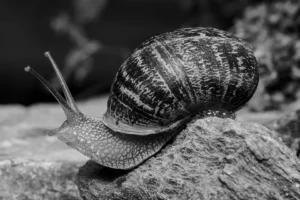 [473] Caracol Burgado Manuel Fernandez Ruiz