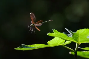 [476] CABALLITO DEL DIABLO EMILIO GOMEZ GUTIERREZ