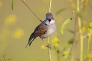 [478] Pequeño cantautor Jaime Garcia Astorga