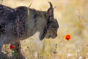 [479] primavera jose antonio martin molina