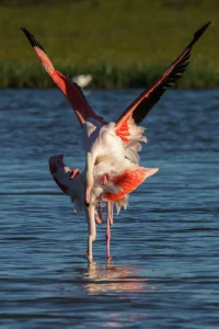 [489] PRIMAVERA JOSE ANTONIO ORTIZ RUIZ