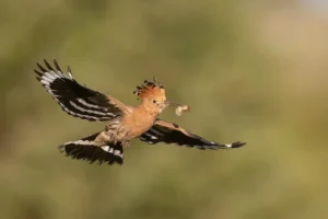 [004] Abubilla Alfonso Roldan Losada compressed