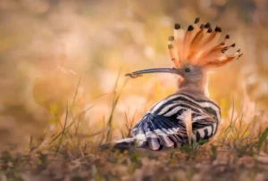 [004] La reina del campo pepe rojo bernal