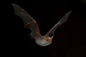 [005] Bacardí Antonio Ignacio Miranda Fernández compressed