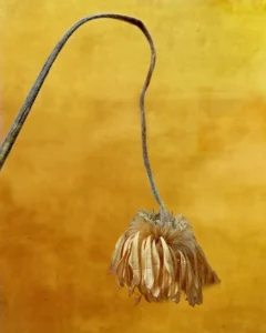 [007] Naturaleza muerta maria isabel martin lopez