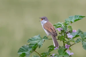 [011] el guardian de las flores Jaime Garcia Astorga compressed