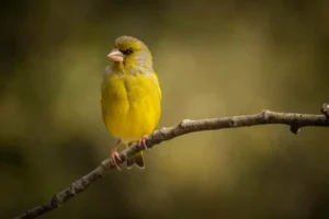 [012] Verderon Javier Pérez Marañón