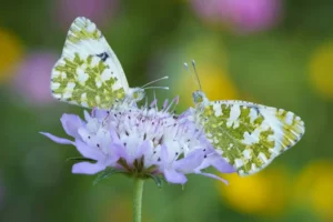 [014] Diálogo Primaveral FRANCISCO ROMAN CALLE compressed