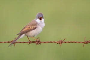 [014] el cantante del alambrado Jaime Garcia Astorga