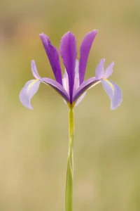 [015] Iris xiphium Juan Carlos Soto Sánchez compressed