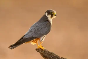 [016] Alcotán europeo Juan Cubero Urbano compressed