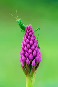 [019] Belleza oculta Diego Salvador Alcedo compressed