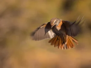 [023] Colirrojo real Eduardo Vilches Benitez