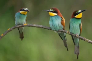 [023] Trio colorido Gonzalo Astete Sánchez compressed